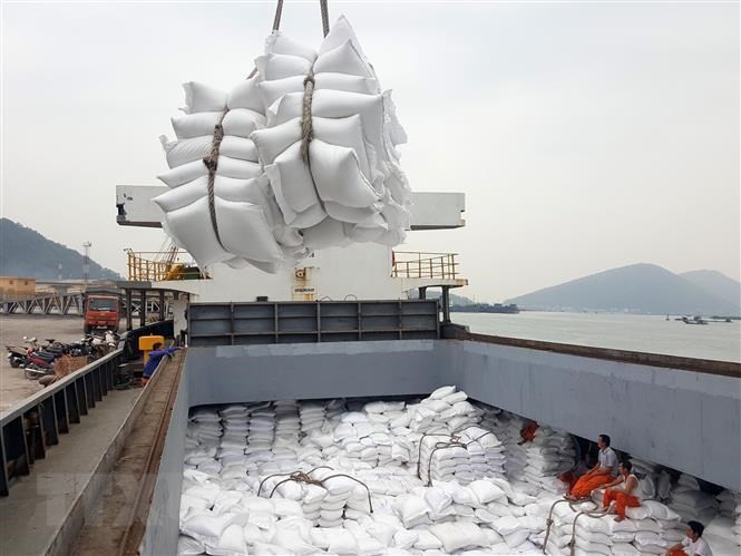 Tạm ứng hạn ngạch 100.000 tấn cho doanh nghiệp có gạo đưa vào cảng trước 24/3/2020 nhưng chưa đăng ký tờ khai. Ảnh minh họa: TTXVN