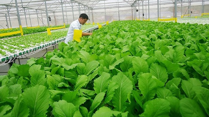 Mục tiêu đề án, đến năm 2025, diện tích nhóm đất nông nghiệp sản xuất hữu cơ đạt khoảng 1,5 - 2% tổng diện tích nhóm đất nông nghiệp. Ảnh minh họa: hanoimoi.com.vn