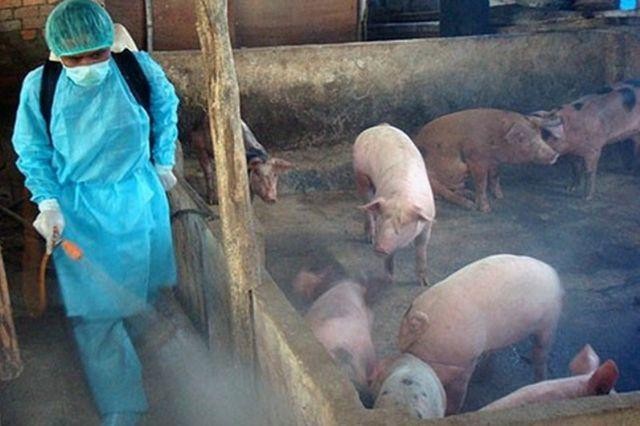 Nhà nước hỗ trợ người chăn nuôi, hộ chăn nuôi nông hộ có lợn buộc phải tiêu hủy do bệnh Dịch tả lợn Châu Phi mức 30.000 đồng/kg lợn hơi. Ảnh minh họa: baochinhphu.vn