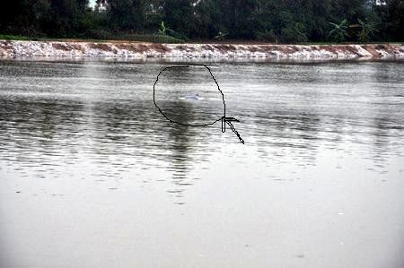 Hình ảnh cá heo ngoi lên mặt nước trên sông Trà Lý chiều 21/10.