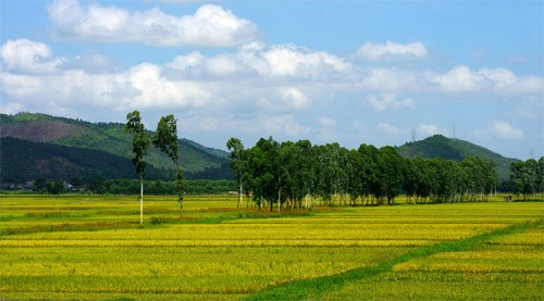 Cánh đồng Bắc Ninh