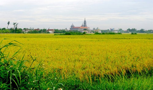Đồng lúa Nam Định