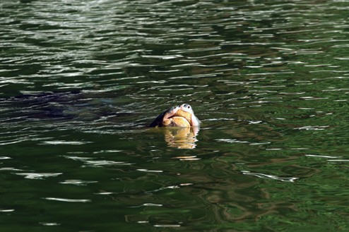 8h30 rùa hồ Gươm xuất hiện với dáng bơi nghiêng nghiêng quen thuộc.