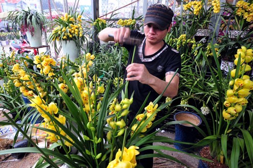 Một thanh niên đang trang trí cho những cành địa lan. Loài hoa này có giá từ vài triệu đến hàng chục triệu đồng một chậu.