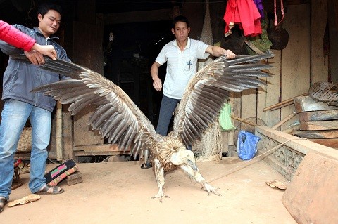 Đây là loài chim ăn thịt có trọng lượng 7,5 kg, sải cánh rộng 2,8 mét, cao 0,5 mét, thân chim dài 0,7 mét. (Ảnh: Điêu Chính Tới)