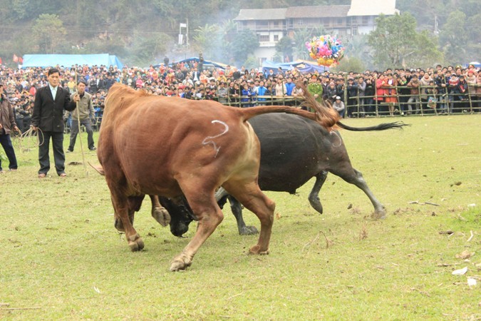 Những trận đấu giữa những chú bò màu vàng và màu đen diễn ra quết liệt và hấp dẫn