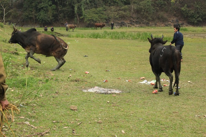 Tuy chú bò đen số 5 có vóc dáng nhỏ bé hơn nhưng cũng khiến đối thủ bỏ chạy.