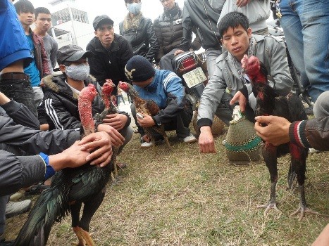 Hàng năm, Hội Lim còn là dịp để cho các "sư kê" (người nuôi gà chọi) từ khắp nơi trong cả nước tìm về đăng ký với BTC để được tham dự vào thi đấu chọi gà tuyền thống được tổ chức tại Hội Lim
