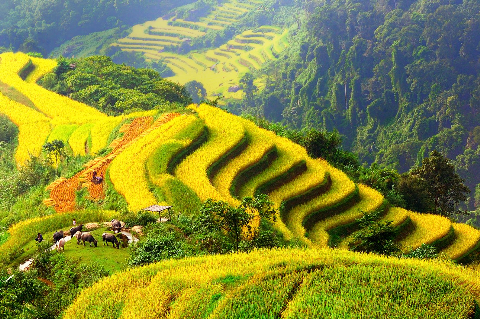 Vụ mùa bội thu trên ruộng bậc thang Hoàng Su Phì - Hà Giang.