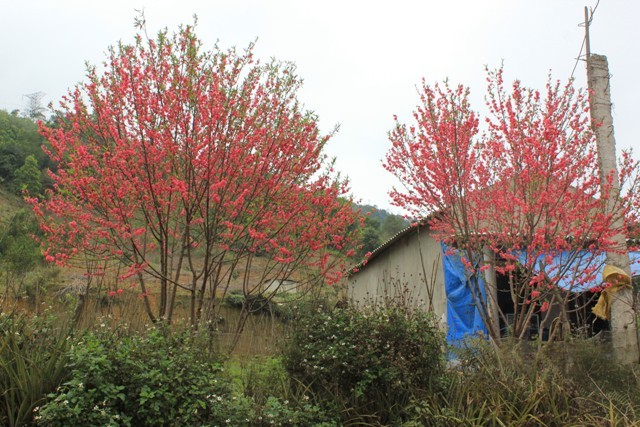 Hoa đòa trên Mộc Châu đến thời điểm này hoa vẫn nở rất đẹp và tươi. Những cây đào có vóc dáng to cao.