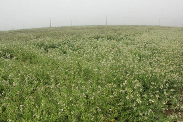 Bạt ngạt cánh đồng hoa cải trắng trên Mộc Châu. Hoa cải ở Mộc Châu có màu trắng tinh khôi khiến nhiều người đi qua đều thấy bồi hồi