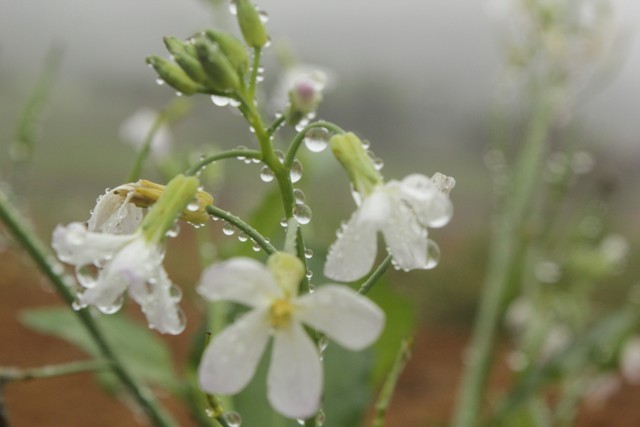 Giọt sương đọng lại trên những cành hoa cải trắng.