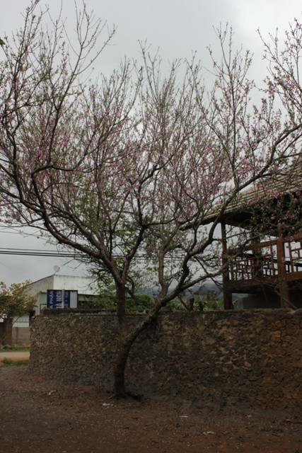 Hoa đòa trên Mộc Châu đến thời điểm này hoa vẫn nở rất đẹp và tươi. Những cây đào có vóc dáng to cao.