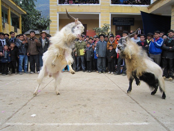 Hai võ sĩ dê biểu diễn trên sân khấu tại Hội chọi dê xã Lũng Chinh-Mèo Vạc