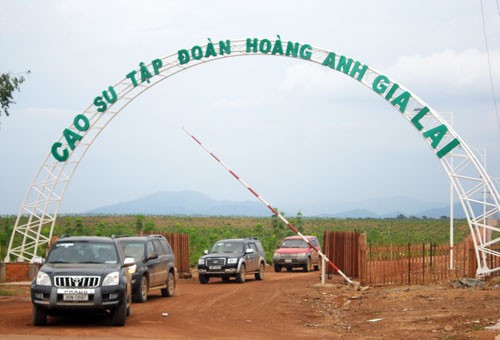 Dự án 25.000 ha cao su của Hoàng Anh Gia Lai tại tỉnh Attapeu (Lào) - Ảnh: N.Sơn