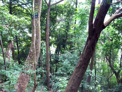 Hình ảnh khoảng rừng trên núi Nghĩa Lĩnh chưa bị chặt.