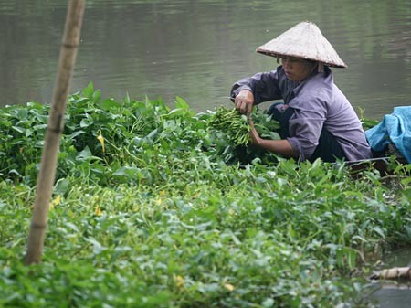 Những đám rau muống trồng ven sông Nhuệ hàng ngày vẫn được người dân cắt bán.