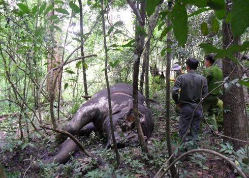Xác một con voi (được cho là đực) bị giết hại trong Vườn Quốc gia Yok Đôn. Ảnh: H.Vy.