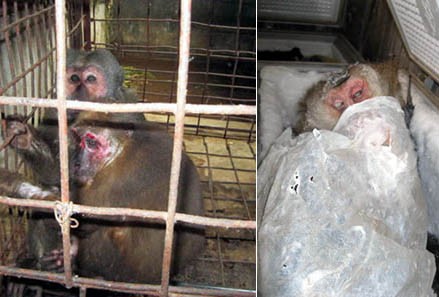2 con khỉ này bị thợ săn bẫy được ở khu dự trữ sinh quyển miền tây Nghệ An; và những con voọc bị bắn chết được ướp lạnh