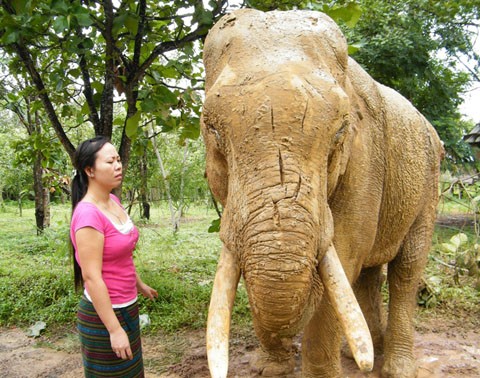 Nhân viên khu Du lịch sinh thái Bản Đôn buồn rầu nhìn con voi bị trọng thương. Ảnh: Báo Đắk Lắk.