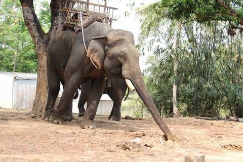 Ngoài giờ cõng khách du lịch, voi bị xích chân không còn thời gian chơi và “yêu đương” theo quy luật.