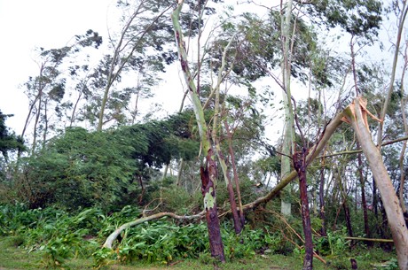 Bão số 5 đã gây gẫy đổ cây tại TP Móng Cái.