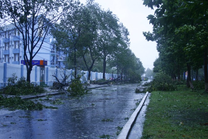 Cây cối ngã đổ trước sức gió trên cấp 12 trước cổng trường đại học Quảng Nam.