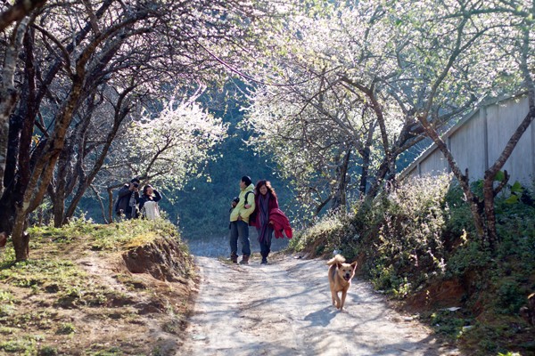 Không chỉ nổi tiếng với sắc xanh đồi chè, Mộc Châu còn giữ chân du khách bằng những con đường đầy hoa mận trắng. Ảnh: Linh Phạm (Ngôi sao).