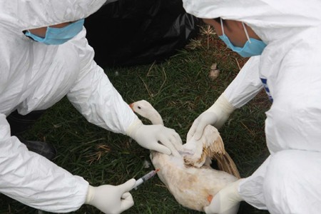 Nhân viên Trung tâm Thú y Trung ương lấy mẫu xét nghiệm kháng thể trên đàn thủy cầm tại một hộ chăn nuôi trong vùng mới phát dịch thuộc xã Phong Khê, thành phố Bắc Ninh. Ảnh: Đình Huệ, TTXVN.