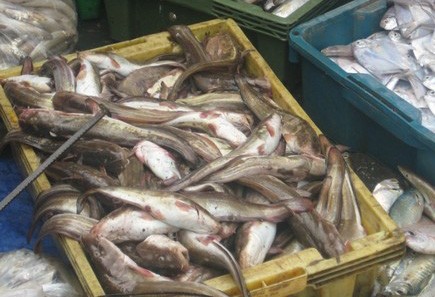 Theo xác minh của ngành chức năng tỉnh Kiên Giang, không có ngư dân nào bị chết do ăn cá nóc như tin đồn. Ảnh: Internet.
