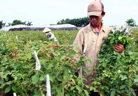 Người trồng hoa Hà Nội đang dồn sức cho ngày 8/3. Trong ảnh: Thu hoạch hoa hồng ở làng hoa Tây Tựu. Ảnh: Huy Hùng - TTXVN
