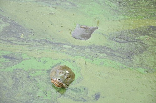 "Cụ" rùa nổi bên cạnh rêu, bùn và rác bẩn