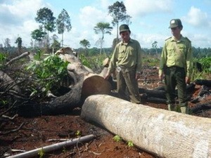 Cây ở rừng phòng hộ huyện Bù Đăng, tỉnh Bình Phước, bị đốn. Ảnh: Internet