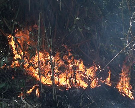 Nguyên nhân gây cháy rừng là do sự bất cẩn của người dân khi sử dụng lửa gây cháy lan
