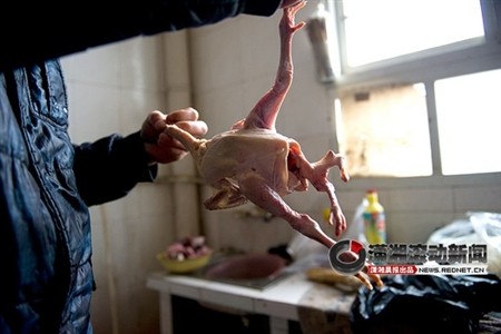 Tian nói, đó là lần đầu tiên trong đời, cô nhìn thấy gà bốn chân và cô không do dự vứt nó đi.