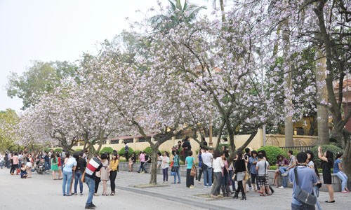 Tại Hà Nội, hoa ban được trồng nhiều nhất ở đường Bắc Sơn và ít hơn như ở: đường Thanh Niên, công viên Nghĩa Tân…