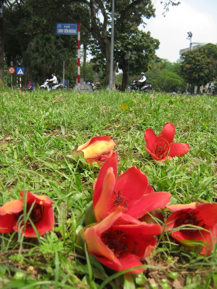 Trên nền thảm cỏ xanh những bông hoa gạo nổi bật hơn bởi sắc đỏ.