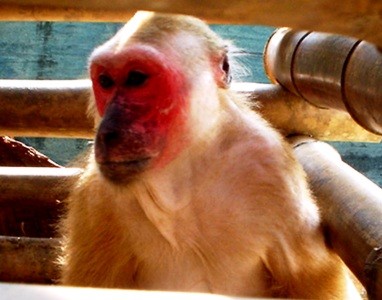 Khỉ mặt đỏ tại VQG Phong Nha – Kẻ Bàng. Ảnh: N.Oanh.