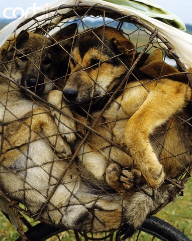 Những chú chó tội nghiệp bị nhốt trong lồng sắt, hình ảnh gây "sốc" với nhiều người phương Tây.