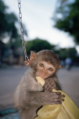 Tại sao chú khỉ này lại xuất hiện trên vỉa hè Hà Nội?