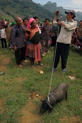 Để dắt được con lợn này vượt núi hiểm trở đến chợ hao không ít sức của người đàn ông này nhưng cũng có khi lại phải dắt về do không bán được (chợ Pha Long, Mường Khương, Lào Cai).