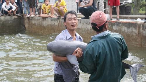 Ngư dân xã Hoằng Thanh, huyện Hoằng Hóa (Thanh Hóa) đưa con cá heo vào bể nước biển để phục hồi sức khỏe. Ảnh: Hà Đồng.