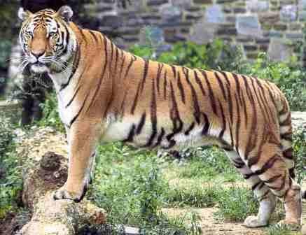 Loài hổ tại Việt Nam đang đứng trước nguy cơ tuyệt chủng.