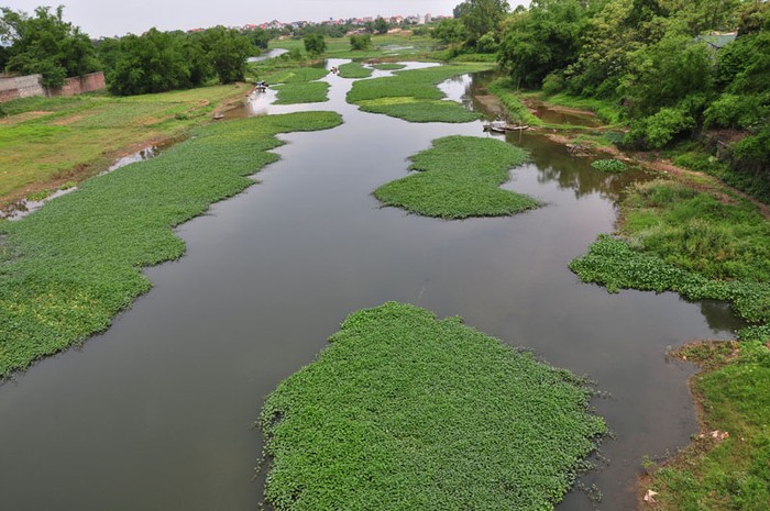 Có nhiều vùng rau muống mọc tự nhiên dày đặc trên sông. Ảnh chụp tại sông Đáy, đoạn chảy qua cầu Mai Lĩnh, xã Đồng Mai, Hà Đông, Hà Nội.