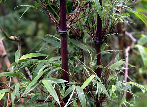 Những bụi Trúc đen Phyllostachys nigra - loài thực vật được đưa vào Sách đỏ Việt Nam cũng mọc khắp các lối đi. Ở đây chúng mọc khá nhiều nhưng có rất nhiều người chuyên ngành chưa một lần tận mắt nhìn thấy loài này.