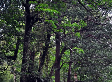 Thực vật gỗ lớn nơi đây đặc trưng là họ Giẻ Fagaceae, Ngọc lan Magnoliaceae và đặc biệt là gần 100 loài Đỗ quyên Ericaceae được phát hiện ở dãy núi này.