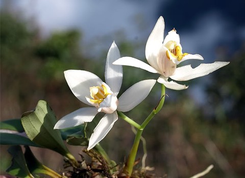 Trên những cành cây cao tít là những loài hoa lan phụ sinh đua nở. Loài lan Thanh đạm Coelogyne fuscescens rực rỡ.