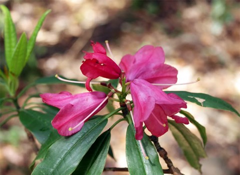 Loài Đỗ quyên đỏ Rhododendron sp.