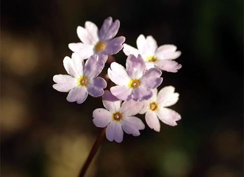 Trong các vách núi loài Hoa báo xuân sapa Primula chapaensis khoe sắc trong hốc đá ẩm ướt. Đây là loài đặc hữu chỉ có ở Fancipan và loài này được đưa vào sách đỏ Việt Nam.