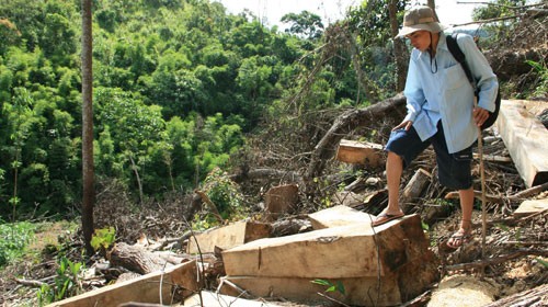 Cây rừng bị đốn hạ, xẻ thành gỗ hộp tại khu vực rừng Khánh Sơn (ảnh chụp tháng 8-2011). Ảnh: Đàm Linh.